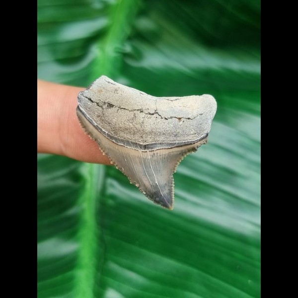 3,1 cm Zahn des Carcharocles Chubutensis