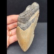 12.0 cm large tooth fragment of the Megalodon