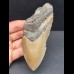 12,0 cm großes Zahnfragment des Megalodon