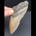 12,0 cm großes Zahnfragment des Megalodon
