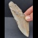 12,0 cm großes Zahnfragment des Megalodon