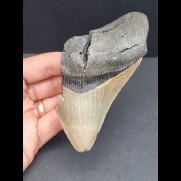 11.1 cm large tooth fragment of Megalodon with black bourelette