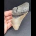 11,1 cm großes Zahnfragment des Megalodon mit schwarzer Bourelette