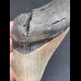 11,1 cm großes Zahnfragment des Megalodon mit schwarzer Bourelette