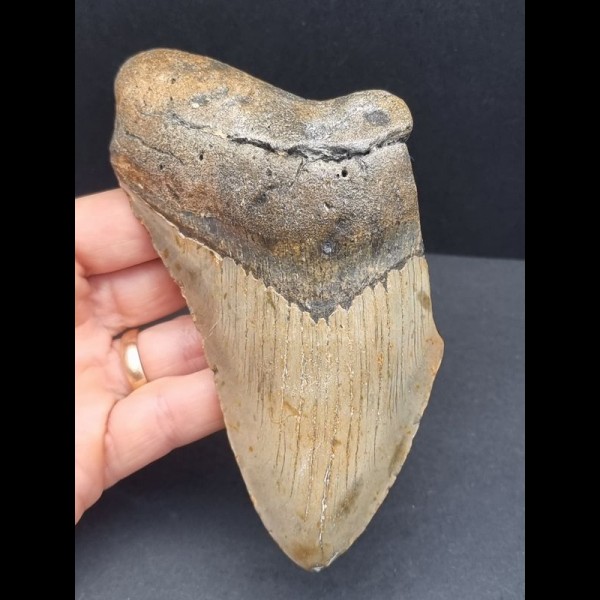 13,2 cm großes Zahnfragment des Megalodon