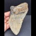 13,2 cm großes Zahnfragment des Megalodon