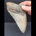 13,2 cm großes Zahnfragment des Megalodon