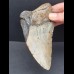 13,2 cm großes Zahnfragment des Megalodon