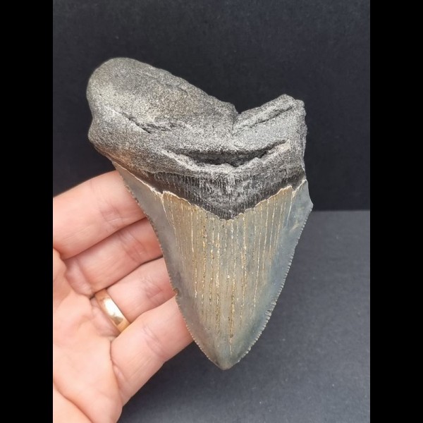 10,6 cm large tooth of Megalodon with good serration