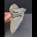 10,6 cm large tooth of Megalodon with good serration