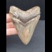 9,1 cm großer symmetrischer Zahn des Megalodon