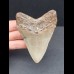 9,1 cm großer symmetrischer Zahn des Megalodon