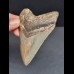 9,1 cm großer symmetrischer Zahn des Megalodon