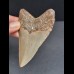 9,1 cm großer symmetrischer Zahn des Megalodon