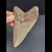 9.1 cm large symmetrical tooth of Megalodon