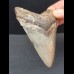 9,1 cm großer symmetrischer Zahn des Megalodon