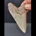 9,1 cm großer symmetrischer Zahn des Megalodon