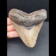 10.6 cm large tooth of Megalodon with beautifully preserved bourelette