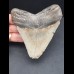 10,6 cm großer Zahn des Megalodon mit schön erhaltener Bourelette