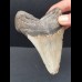 10,6 cm großer Zahn des Megalodon mit schön erhaltener Bourelette