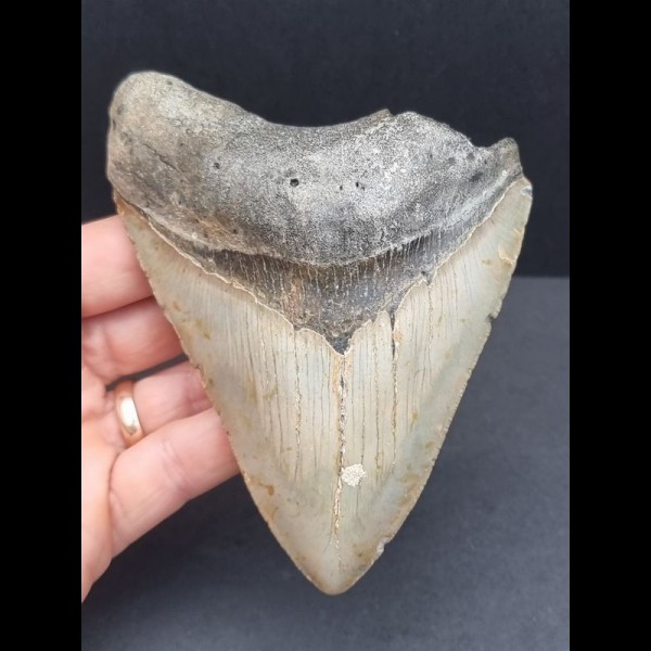 11,8 cm großer Zahn des Megalodon