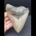 11.8 cm large tooth of the megalodon