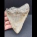 11.8 cm large tooth of the megalodon