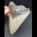 11,8 cm großer Zahn des Megalodon