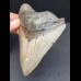 11.8 cm large tooth of the megalodon