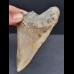 11.8 cm large tooth of the megalodon