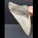 11,8 cm großer Zahn des Megalodon