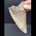 11,8 cm großer Zahn des Megalodon