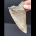 11.8 cm large tooth of the megalodon