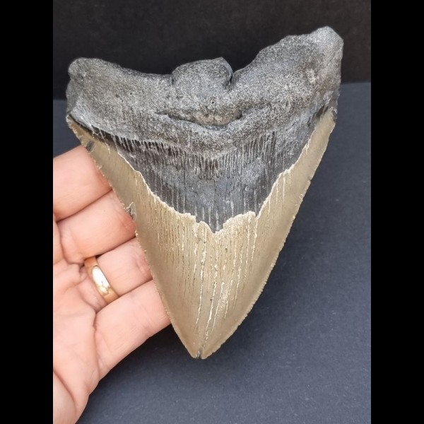 11,7 cm large tooth of Megalodon with good serration