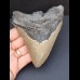 11,7 cm großer Zahn des Megalodon mit guter Zahnung