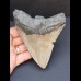 11,7 cm large tooth of Megalodon with good serration