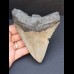 11,7 cm großer Zahn des Megalodon mit guter Zahnung