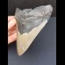 11,7 cm large tooth of Megalodon with good serration