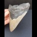 11,7 cm großer Zahn des Megalodon mit guter Zahnung