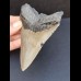 11,7 cm großer Zahn des Megalodon mit guter Zahnung