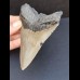 11,7 cm large tooth of Megalodon with good serration
