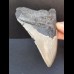 11,7 cm großer Zahn des Megalodon mit guter Zahnung