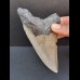 11,7 cm großer Zahn des Megalodon mit guter Zahnung