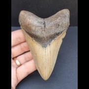 10,4 cm well preserved tooth of the megalodon