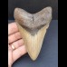 10,4 cm gut erhaltener Zahn des Megalodon