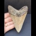 10,4 cm gut erhaltener Zahn des Megalodon