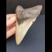 10,4 cm gut erhaltener Zahn des Megalodon
