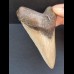 10,4 cm gut erhaltener Zahn des Megalodon
