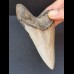 10,4 cm gut erhaltener Zahn des Megalodon