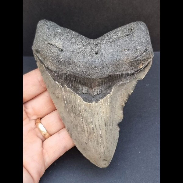 11,6 cm großer Zahn des Megalodon